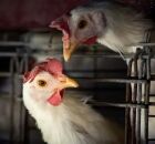 Gripe Avi&aacute;ria