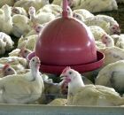 Gripe avi&aacute;ria. 