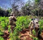 Opera&ccedil;&atilde;o da PF na erradica&ccedil;&atilde;o da droga.