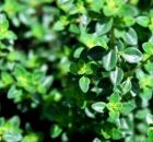 Gripe e dor de garganta? Ci&ecirc;ncia aponta erva com a&ccedil;&atilde;o poderosa no al&iacute;vio dos sintomas