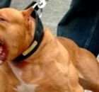 Cachorro &eacute; atacado por pitbull em Jaboat&atilde;o dos Guararapes; cria&ccedil;&atilde;o de animal &eacute; proibida por lei.