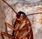 Presen&ccedil;a frequente de baratas em casa revela desequil&iacute;brios ambientais e riscos &agrave; sa&uacute;de. 