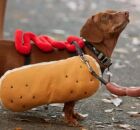 Dachshunds, c&atilde;o "salsicha".