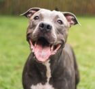 Mundo animal: confira a lista de c&atilde;es mais ferozes que o Pitbull; resultado vai te surpreender