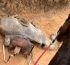 Cavalo morre ap&oacute;s ter patas mutiladas. 