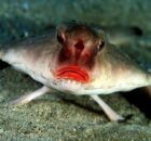 Peixe-morcego de l&aacute;bios vermelhos.