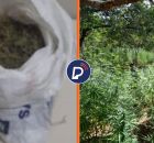 Droga apreendida pela PM.