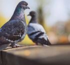 X&ocirc;, pombos! Confira tr&ecirc;s plantas que afastam essas pragas de sua casa