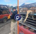 PRF flagra transporte irregular de 37 caprinos