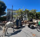 Protesto dos carroceiros em frente da C&acirc;mara dos Vereadores.