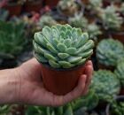 Plantas: conhe&ccedil;a cinco esp&eacute;cies resistentes ao calor para ter em casa