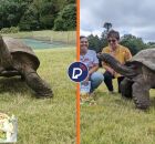 Tartaruga Jonathan: conhe&ccedil;a o animal terrestre de 193 anos considerado o mais velho do mundo