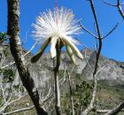 Estudo encontra esp&eacute;cies resistentes ao calor que podem ajudar na restaura&ccedil;&atilde;o florestal