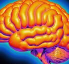 Estudo identifica que ac&uacute;mulo de gordura no c&eacute;rebro est&aacute; ligado ao Alzheimer. 