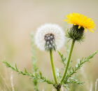 Dente-de-le&atilde;o surpreende ao ser reconhecido pela ci&ecirc;ncia como rem&eacute;dio natural. 