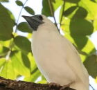 A Araponga da Amaz&ocirc;nia, com seu canto de 125 decib&eacute;is.
