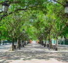 Saiba onde fica a cidade mais arborizada do Brasil.