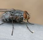 Repelente natural contra moscas, f&aacute;cil e eficaz. 