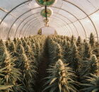 Cultivo comercial da cannabis industrial