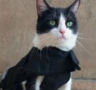 "Gato SRD Mais Bonito do Brasil": diversidade de pelagens e hist&oacute;rias que inspiram a ado&ccedil;&atilde;o. Vencedor de 2024, o gatinho Pipo.