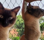 Avan&ccedil;os na medicina veterin&aacute;ria japonesa prometem prolongar a vida dos gatos.