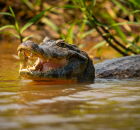 Maior fazenda de jacar&eacute;s do mundo com 60 mil animais.