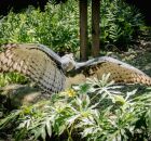 Maior &aacute;guia do mundo ressurge com ninho descoberto no Pantanal.