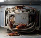 Geladeira: o equipamento da cozinha que mais atrai baratas.