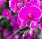 Descubra como o uso de batata est&aacute; revolucionando o cultivo de orqu&iacute;deas. 