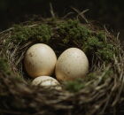 Startup recebe US$ 120 milh&otilde;es para recriar dod&ocirc;, ave extinta h&aacute; 350 anos.