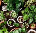 Novas pesquisas revelam como plantas trocam sinais subterr&acirc;neos. 