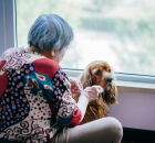 Acariciar c&atilde;es revela tra&ccedil;os emocionais profundos.