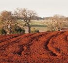 Solo avermelhado f&eacute;rtil: terra vermelha, rica em &oacute;xidos de ferro, ideal para culturas como soja, milho, caf&eacute; e cana.