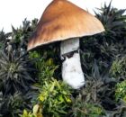 Anvisa pro&iacute;be venda de produtos &agrave; base de cannabis e cogumelos.