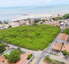O maior cajueiro do mundo, em Pirangi, RN, cobre quase um campo de futebol. 