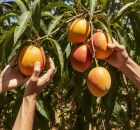 Descubra como a capital da manga, mant&eacute;m viva a tradi&ccedil;&atilde;o de colher a fruta direto do p&eacute;. 