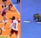 Gamb&aacute; invade quadra de v&ocirc;lei durante semifinal de Campeonato Paulista de v&ocirc;lei