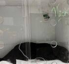 C&atilde;o Nick ap&oacute;s resgate.