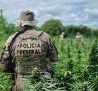 Opera&ccedil;&atilde;o da PF erradica p&eacute;s de maconha em Pernambuco.