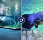 Bioparque Pantanal, no Mato Grosso do Sul.