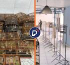 Aves apreendidas pela PMPE.