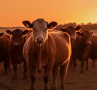 Brasil tem o segundo maior rebanho bovino global, com 238 milh&otilde;es de cabe&ccedil;as. 
