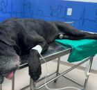 Scooby, o c&atilde;o baleado durante megaopera&ccedil;&atilde;o no Rio, espera cirurgia para retirada de proj&eacute;til