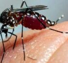 Mosquito aedes aegypti.