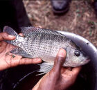 Til&aacute;pia do Nilo - Oreochromis niloticus
