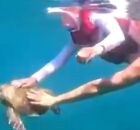 Momento em turista toca em tartaruga-marinha.