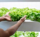 M&eacute;todo correto para conservar alface fresca por at&eacute; 14 dias na geladeira. 