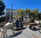 Protesto dos carroceiros no centro do Recife.