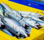 Cavalinha deixa o r&oacute;tulo de "peixe de pobre" e se consolida como fonte de &ocirc;mega-3. 