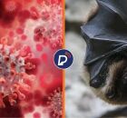 Coronav&iacute;rus e Morcego. 